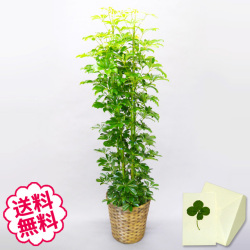 観葉植物　カポック