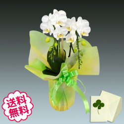 胡蝶蘭　ミディ　アマビリス　２本立以上