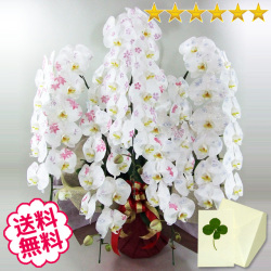 化粧蘭　大輪胡蝶蘭　５本立　60輪前後（つぼみ含む）