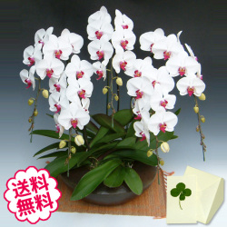 胡蝶蘭　大輪　リップ（紅白）　「和鉢 まどか」（敷物付）　５本立