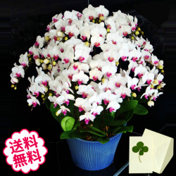 胡蝶蘭　ミディ　15本立　白系　