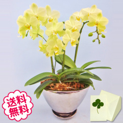 胡蝶蘭　ミディ　3本立　シルバー舟型鉢