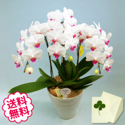 胡蝶蘭　ミディ　3本立（6号）　白系　ピンク系　黄色系