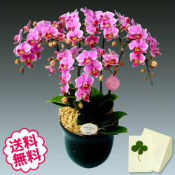 胡蝶蘭　ミディ　5本立　ピンク