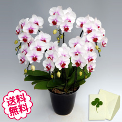 胡蝶蘭　ミディ　サクラヒメ　６本立以上