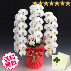 胡蝶蘭　大輪　白・ピンク・リップ（紅白）　３本立　46輪前後（つぼみ含む）