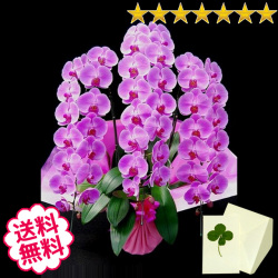 胡蝶蘭　大輪　白・ピンク・リップ（紅白）　３本立　51輪前後（つぼみ含む）