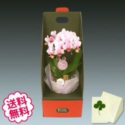 胡蝶蘭　テーブル　2本立　 BOX入り