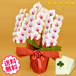 胡蝶蘭　大輪　リップ（紅白）　３本立　33輪前後（つぼみ含む）