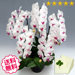 胡蝶蘭　大輪　リップ（紅白）　５本立　55輪前後（つぼみ含む）