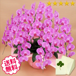 胡蝶蘭　大輪　ピンク　７本立　77輪前後（つぼみ含む）