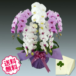 卒業・入学 ギフト  胡蝶蘭 大輪 ミックス（白+ピンク+リップ（紅白）寄せ） ５本立 45輪前後（つぼみ含む）