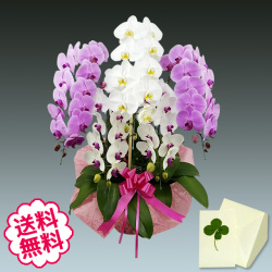 お中元 ギフト  胡蝶蘭 ギフト 大輪 ミックス（白+ピンク+リップ）5本立55輪前後（ツボミ含む）