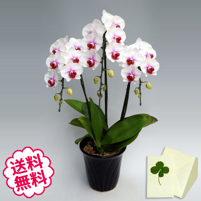 胡蝶蘭 ミディ サクラヒメ ３本立以上 開店祝い お誕生日 母の日 父の日 など記念の贈り物に人気