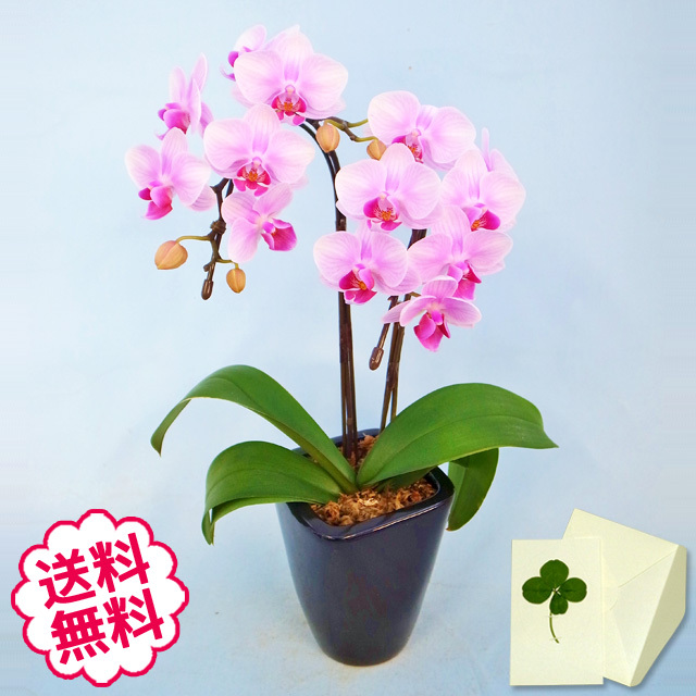 胡蝶蘭 テーブル 2本立 小タイプ 誕生日 ホワイトデー 母の日 父の日 還暦 敬老の日 開店 開院 開局 新築 引越し 結婚 退職祝い