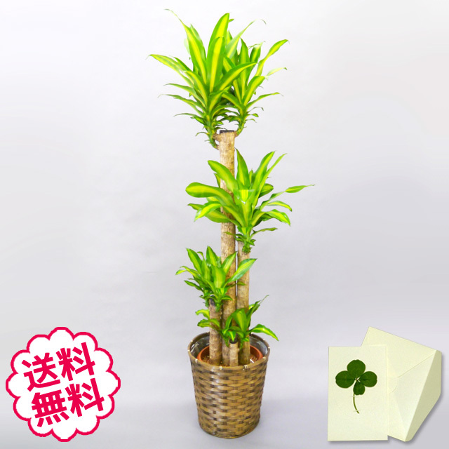 卒業・入学・就任 ギフト 観葉植物 幸福の木 10号(籐かご、皿付)エリア限定 観葉植物 幸福の木