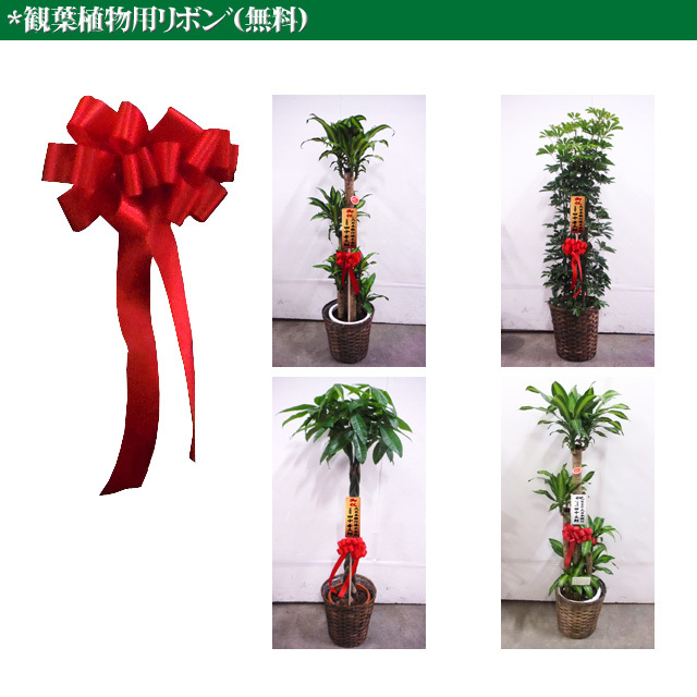 観葉植物 ポトス 8号 籐かご 皿付 開店祝いや就任祝い 結婚お祝い 長寿のお祝いなどに人気