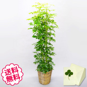 観葉植物　カポック