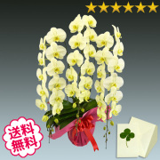 胡蝶蘭　大輪　グリーンアース　３本立　35輪前後（つぼみ含む）