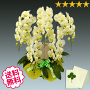 胡蝶蘭　大輪　グリーンアース　５本立　55輪前後（つぼみ含む）