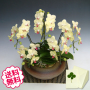 胡蝶蘭 ミディ系 5本立