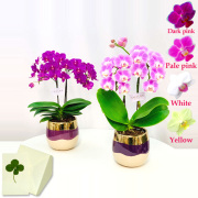ミニ胡蝶蘭　2本立