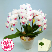 胡蝶蘭　ミディ　3本立（6号）　白系　ピンク系　黄色系