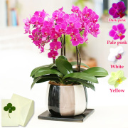 ミニ胡蝶蘭　3本立