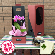 マイクロ胡蝶蘭 1本立 BOX入り