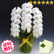 胡蝶蘭　大輪　白・ピンク・リップ（紅白）　３本立　40輪前後（つぼみ含む）