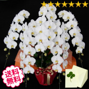 胡蝶蘭　大輪　白・ピンク・リップ（紅白）　５本立　75輪前後（つぼみ含む）