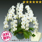 胡蝶蘭　大輪　白・ピンク・リップ（紅白）　８本立　100輪前後（つぼみ含む）