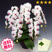 胡蝶蘭　大輪　リップ（紅白）　５本立　45輪前後（つぼみ含む）