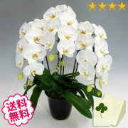 胡蝶蘭　大輪　白　３本立　25輪前後（つぼみ含む）