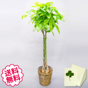 観葉植物　パキラ