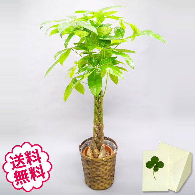 観葉植物　パキラ