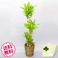 観葉植物　幸福の木