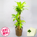 観葉植物　幸福の木