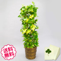 観葉植物　ポトス