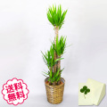 観葉植物　ユッカ