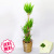 観葉植物　ユッカ