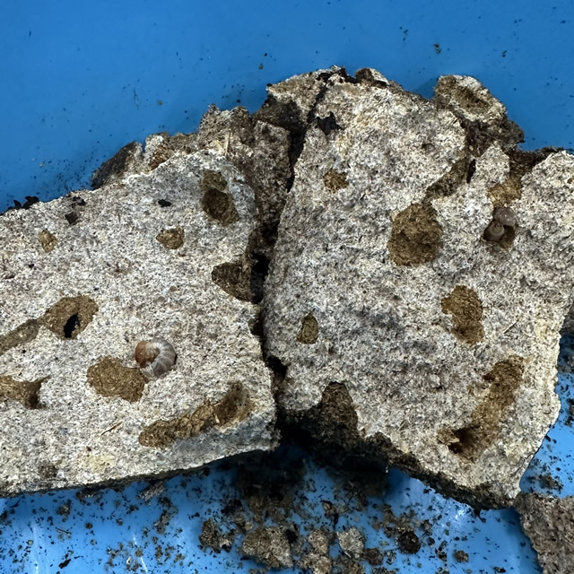 菌床産卵棒【ニクウスバ】