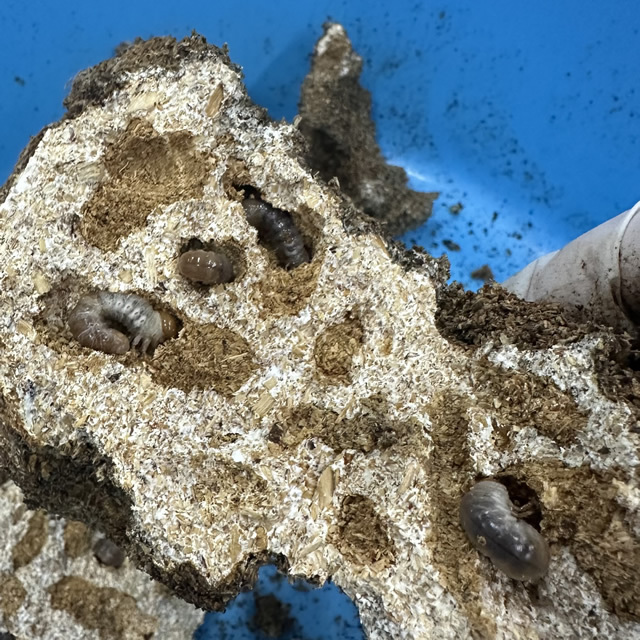 菌床産卵棒【ニクウスバ】