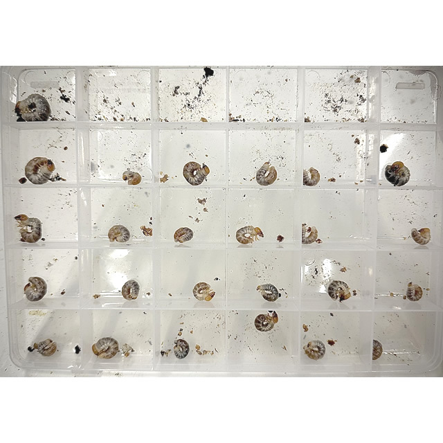 菌床産卵棒【ニクウスバ】