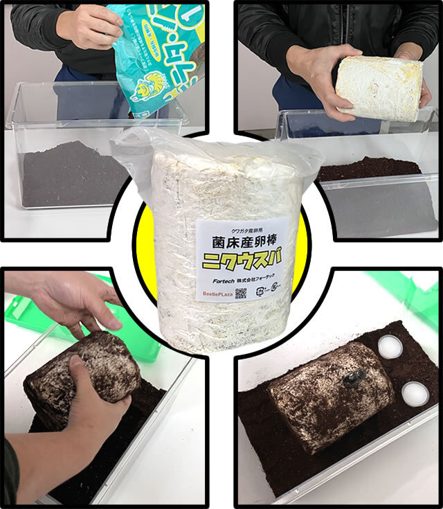 菌床産卵棒【ニクウスバ】