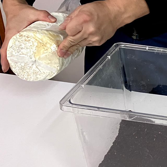 菌床産卵棒【ニクウスバ】