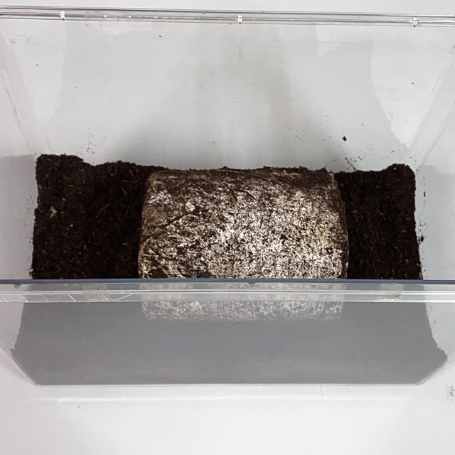 菌床産卵棒【ニクウスバ】