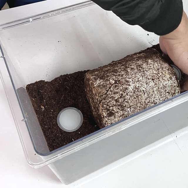 菌床産卵棒【ニクウスバ】