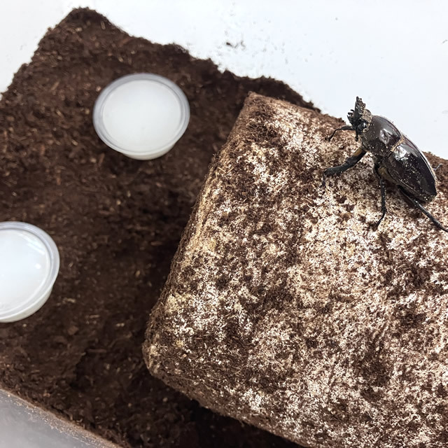 菌床産卵棒【ニクウスバ】