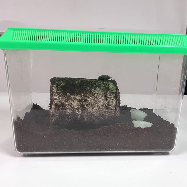 菌床産卵棒【ニクウスバ】